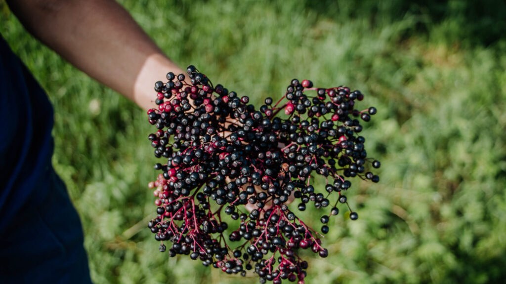 Holunderbeeren ernten