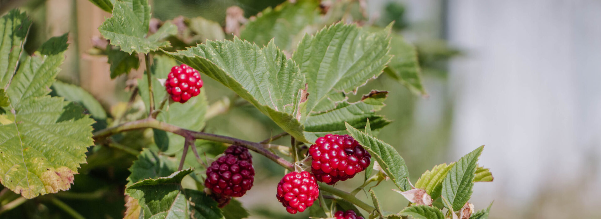 Stachelbeeren